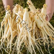 산지직송 세척인삼 4~5년근 수삼 난발삼 소 300g