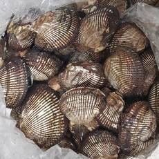 100% 당일수확 제철 뿔소라등 가리비굴, 1box, 피조개(피꼬막)1kg
