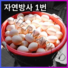 1번 백봉 오골계 유정란 초란 자연방사 동물복지 무항생제 댤걀 알 란, 초란 (40알)