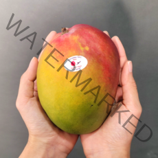 [브릭스보장] 프리미엄 페루 애플망고 선물세트 2kg 4kg 선물용 망고 명절 과일선물세트, 페루 애플망고 2kg (4과수) 내외