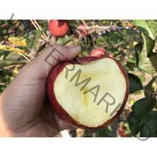 초특가 강원도 정선군 고랭지 아삭사과 부사과 5키로 10키로 5KG 10KG 크기혼합, 12~13과