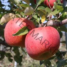 2022년 햇사과 부사 강원도 삼척 하장 사과 5kg 고랭지사과 사과선물세트, 사과 5kg(18과내)