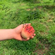 [방씨아들] 20년도 햇 털복숭아 황도 백도 경봉복숭아, 1박스, 4.5kg(딱딱이/★대사이즈★)