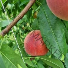 국내산 경북 대극천 복숭아 납작복숭아, 대극천 복숭아 1kg 소과 11~14과