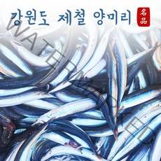 [당일조업] 속초산 생물 알배기 양미리 1kg (30미 내외) / 반건조 양미리 1두름(20미), 반건조 1두릅 (20미)