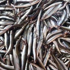 산지직송 강원도 고성 양미리 반건조양미리 건조양미리 20미, 반건조_양미리_20미