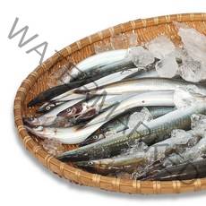 속초시 수협 양미리 20마리, 1