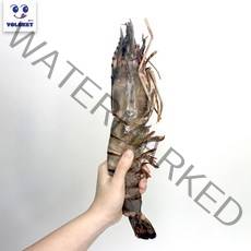 욜로켓 킹 블랙타이거 왕새우 1마리 골라담기, [Y31] 킹타이거180-229g 1마리