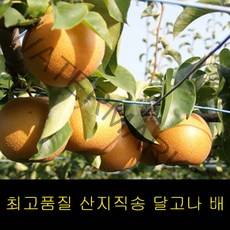 프리미엄 나주배 가정용 5kg 특급추황배 서양배 배가격
