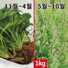 생곰보배추 1kg - 잘키운 국산 곰보배추생초