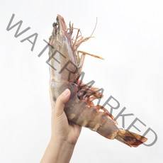 킹 블랙타이거새우 22-40cm 1미 급냉 왕새우 냉동새우 블랙타이거 킹 타이거 새우 특대 대왕새우 캠핑요리, 특대 230-290g, 1개
