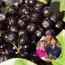 순이네농장 2022년 아로니아 생과냉동 최상품 5kg 꼭지제거, 1개, 아로니아 생과(냉동) 5키로 꼭지제거