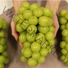 고당도 국내산 프리미엄 샤인머스켓 망고포도, 샤인머스켓 2k 대