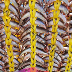 동해바다 제철 속초 양미리 반건조 양미리 40미