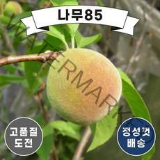 (나무85) 복숭아나무 11종 시리즈, 15. 천중도 결실주