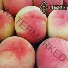 복숭아나무 황도 백도 신비복숭아 월천백도 중생황도 나무언니, 월천백도 접목1년 특묘(2개묶음)