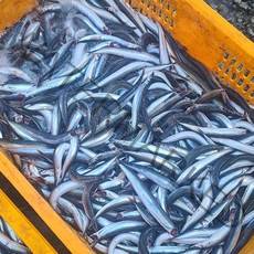 다모아수산 속초 당일조업 생물 양미리 1kg (30미 내외) / 반건조 양미리 1두름(20미), 반건조 양미리 1두름