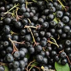 아로니아생과10kg 국내산 급냉 생아로니아 열매 안토시아닌 킹스베리