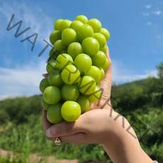 [산지직송] 영동 고당도 프리미엄 샤인머스켓 1kg/1.6kg/2kg (선물용 에어백포장), 2kg
