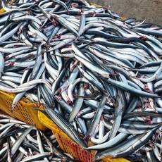 물고기자리 동해 햇 양미리(생물) 2kg(50미내외)