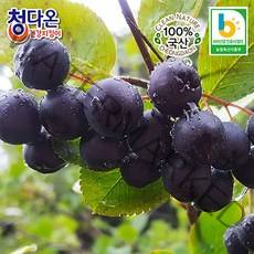 2021년 햇 아로니아생과(냉동) 5kg / 꼭지제거 / 최상급, 아로니아생과 5kg